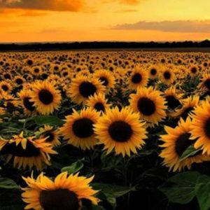 Meet your Posher, Elaine